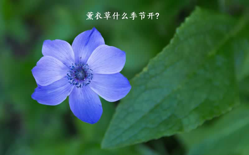 薰衣草什么季节开?