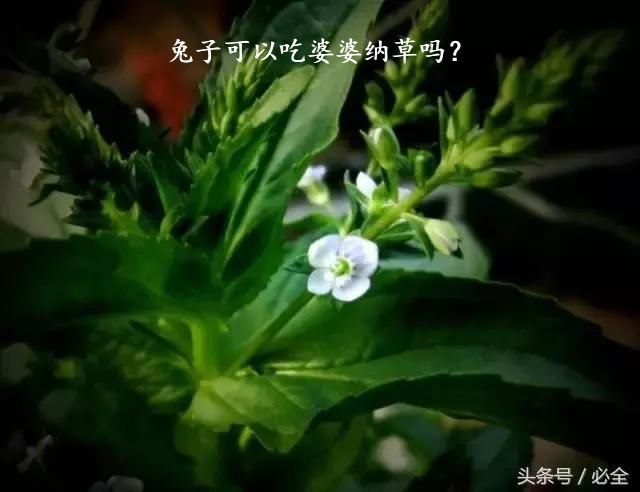 兔子可以吃婆婆纳草吗？