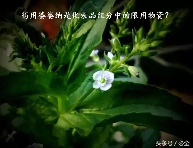 药用婆婆纳是化装品组分中的限用物资？