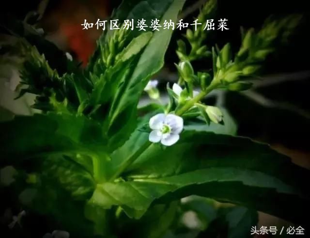 如何区别婆婆纳和千屈菜