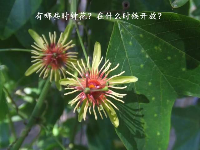 有哪些时钟花？在什么时候开放？