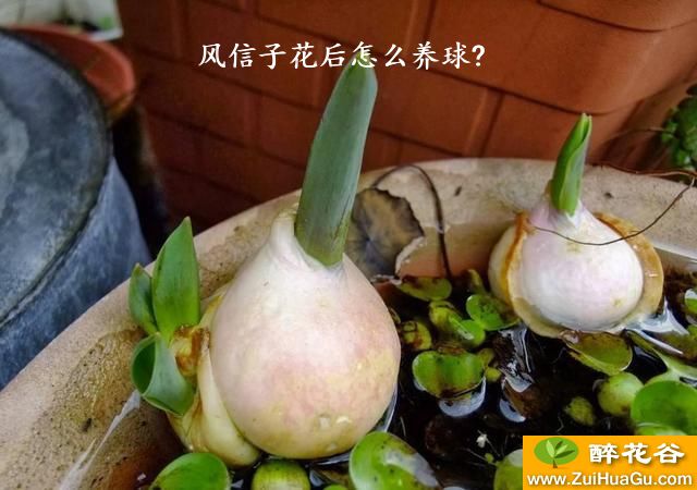 风信子花后怎么养球?