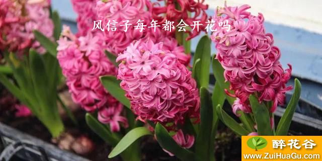 风信子每年都会开花吗