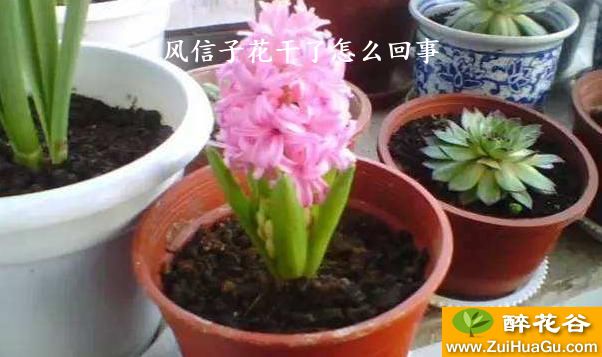 风信子花干了怎么回事