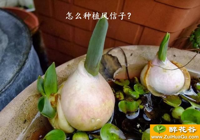 怎么种植风信子？