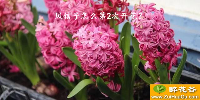 风信子怎么第2次开花？