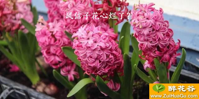 风信子花心烂了？