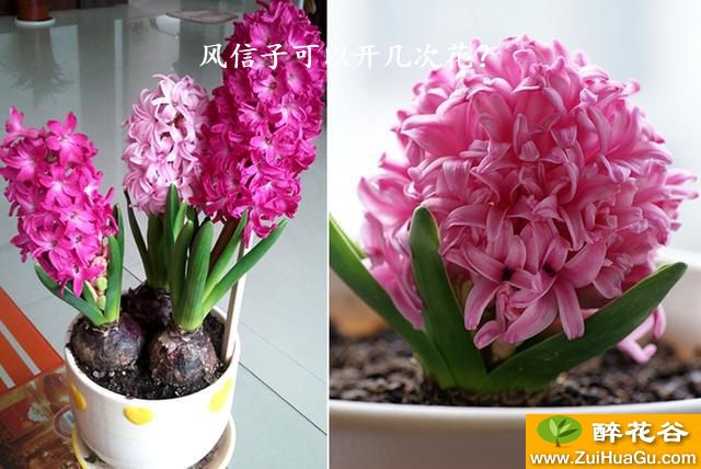 风信子可以开几次花？