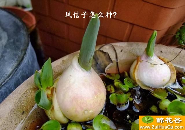 风信子怎么种?