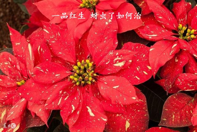一品红生 蚜虫了如何治