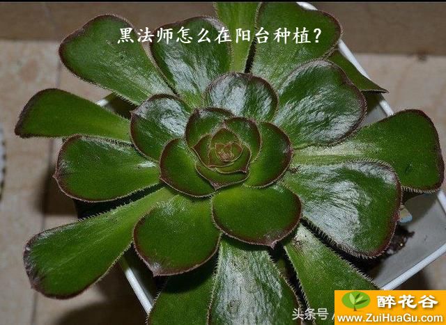 黑法师怎么在阳台种植？