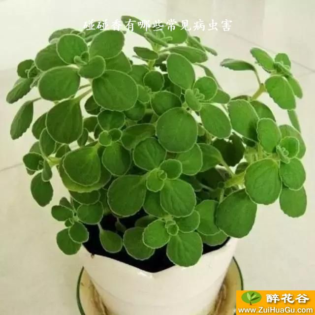 碰碰香有哪些常见病虫害