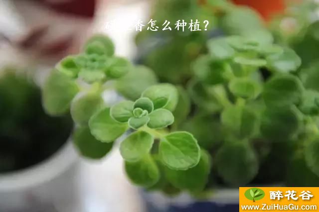 碰碰香怎么种植？