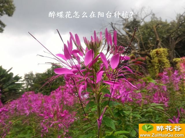 醉蝶花怎么在阳台种植？