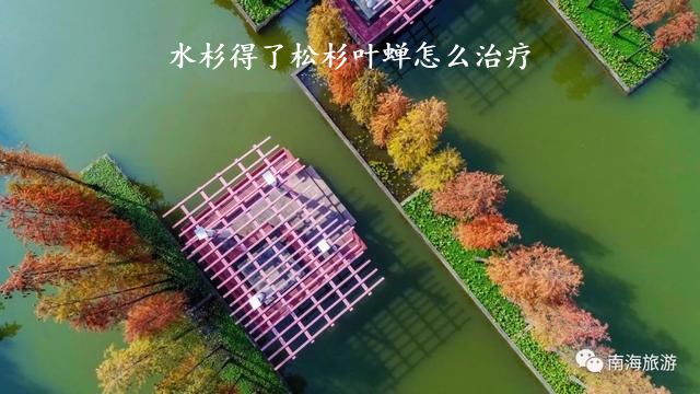 水杉得了松杉叶蝉怎么治疗