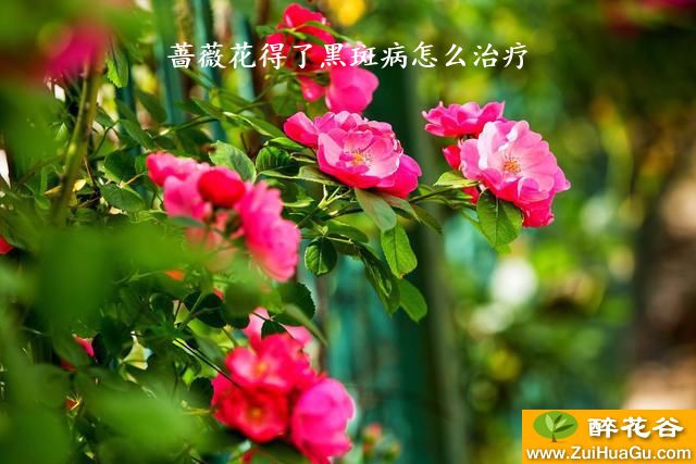 蔷薇花得了黑斑病怎么治疗
