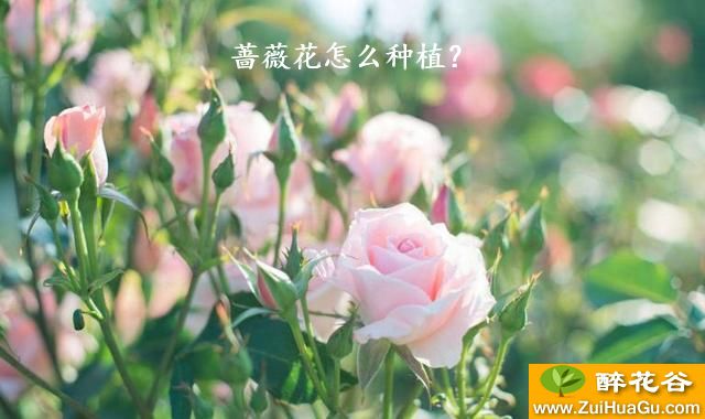 蔷薇花怎么种植？