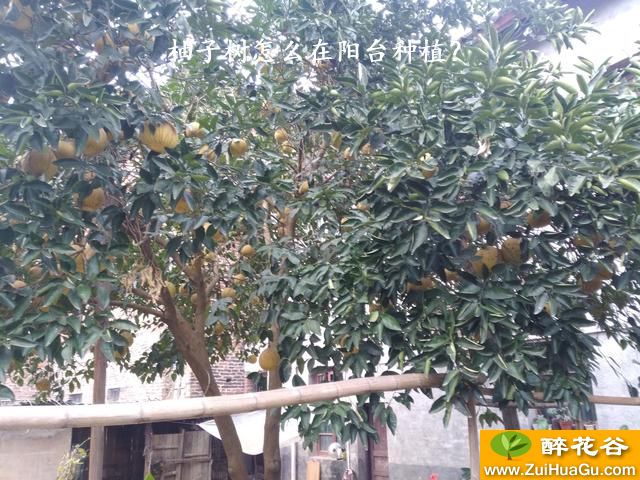柚子树怎么在阳台种植？