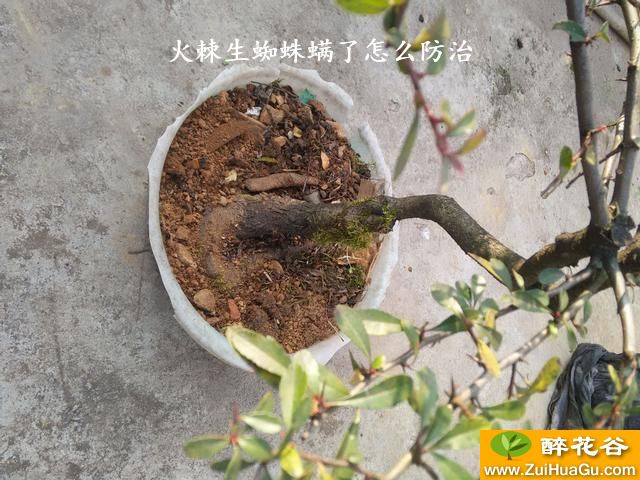 火棘生蜘蛛螨了怎么防治