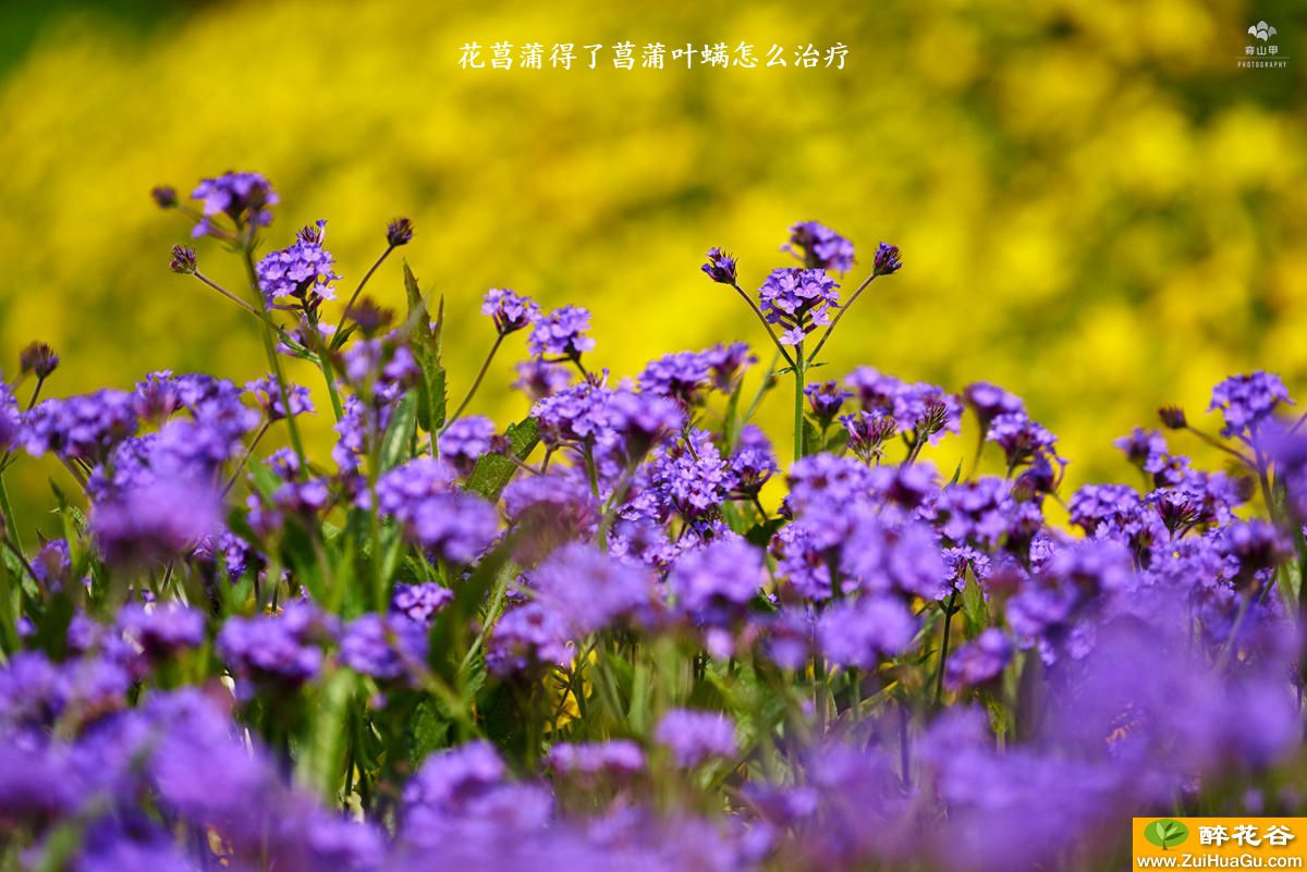 花菖蒲得了菖蒲叶螨怎么治疗