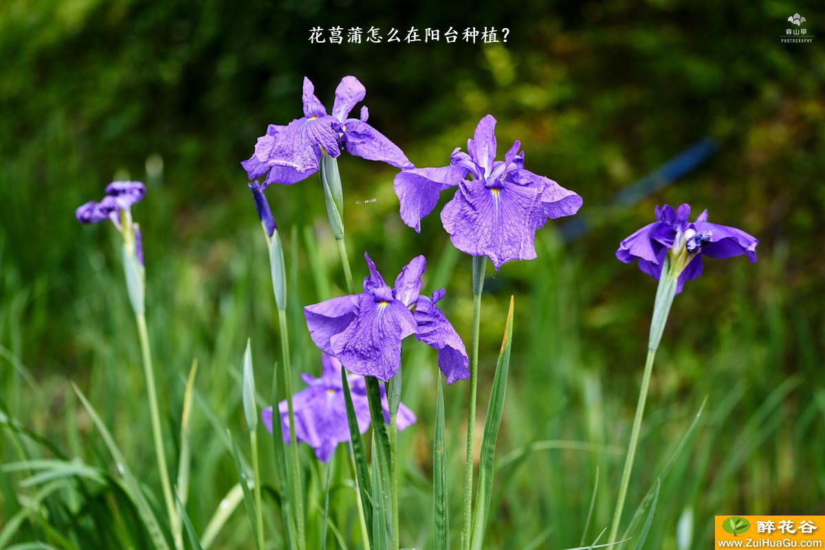 花菖蒲怎么在阳台种植？