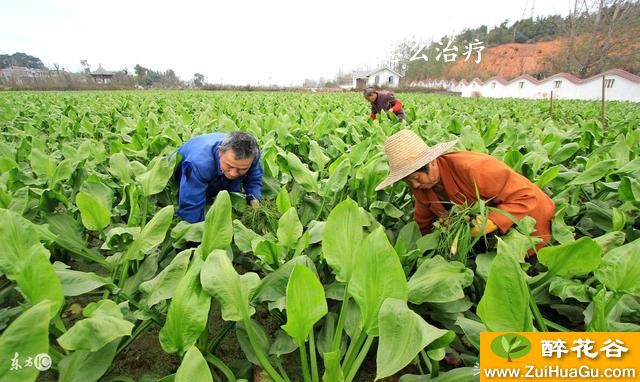 泽泻得了泽泻锈病怎么治疗