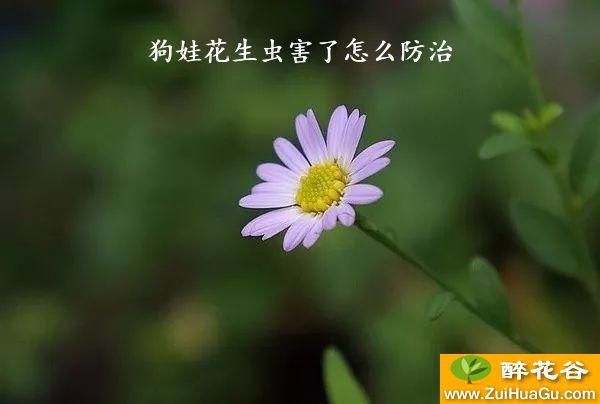 狗娃花生虫害了怎么防治