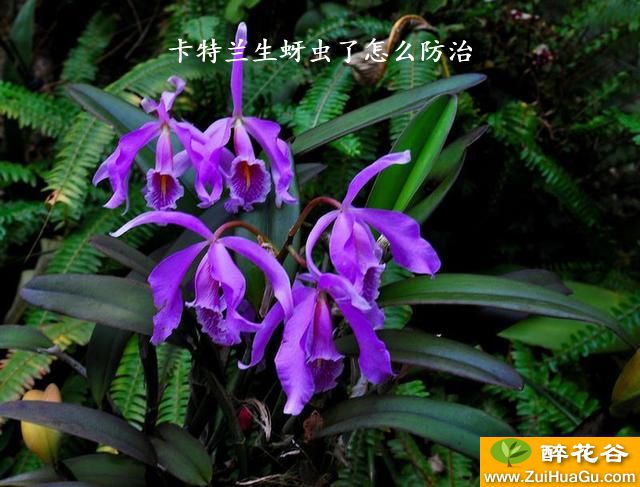 卡特兰生蚜虫了怎么防治