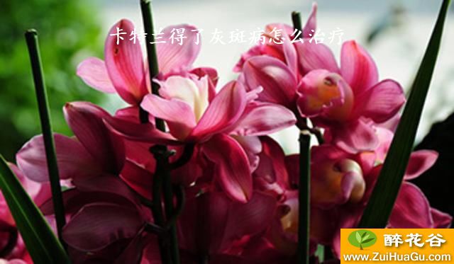 卡特兰得了灰斑病怎么治疗