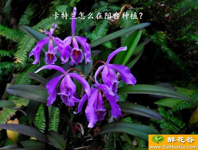 卡特兰怎么在阳台种植？