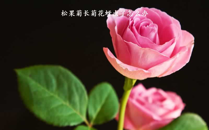 松果菊长菊花蚜虫了怎么办