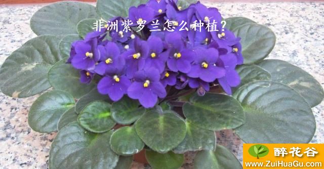 非洲紫罗兰怎么种植？