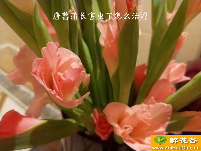 唐菖蒲长害虫了怎么治疗