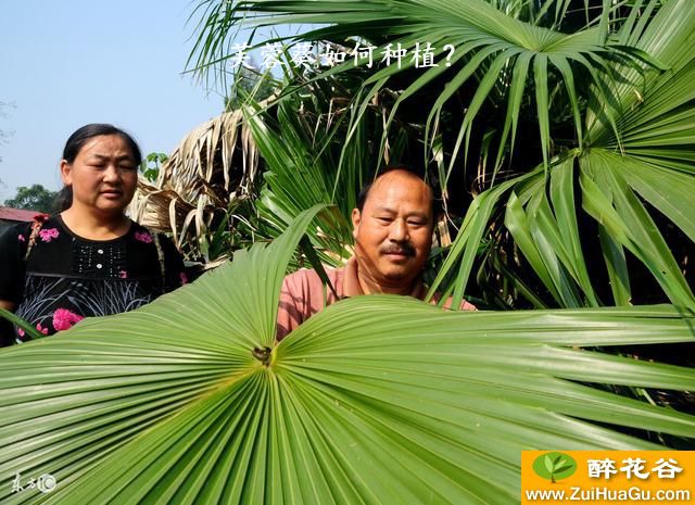 芙蓉葵如何种植？