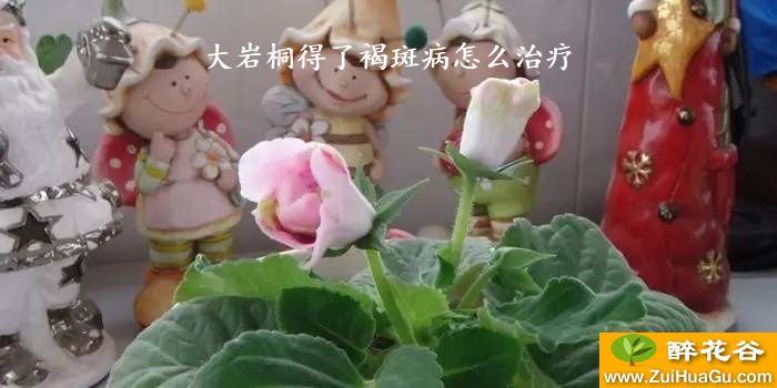 大岩桐得了褐斑病怎么治疗