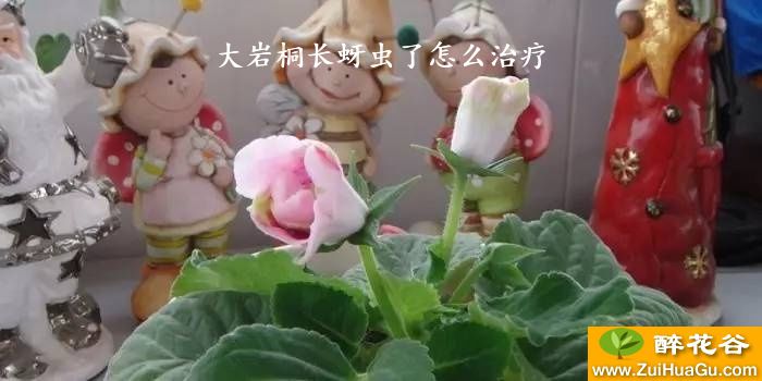 大岩桐长蚜虫了怎么治疗