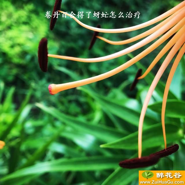 卷丹百合得了蚜虻怎么治疗