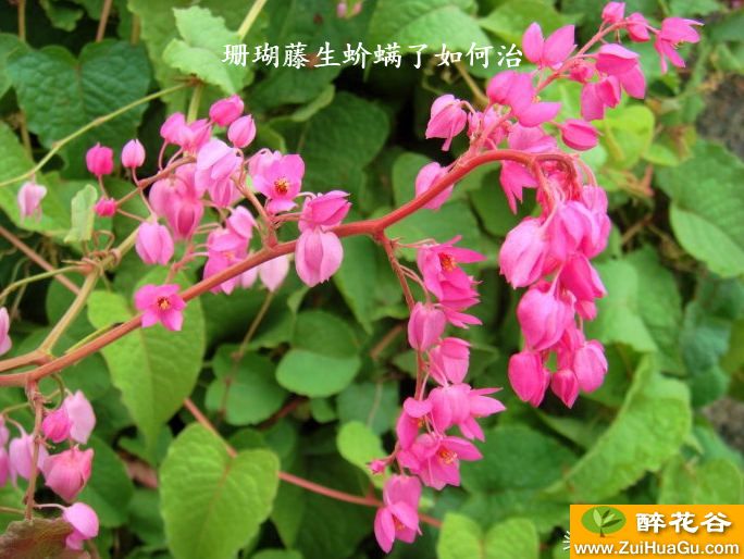 珊瑚藤生蚧螨了如何治
