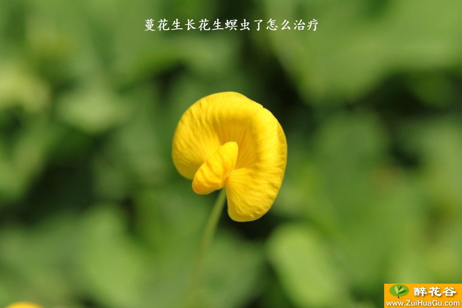 蔓花生长花生螟虫了怎么治疗