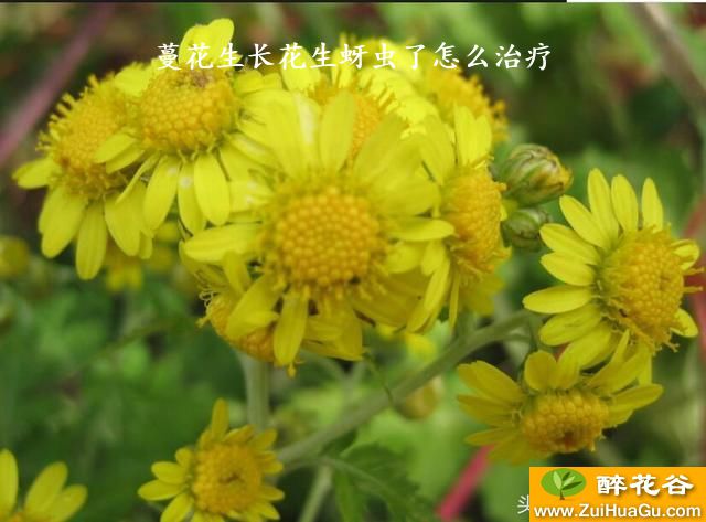 蔓花生长花生蚜虫了怎么治疗