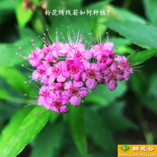 粉花绣线菊如何种植？