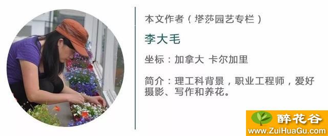 旱金莲如何种植？