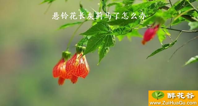 悬铃花长灰蓟马了怎么办