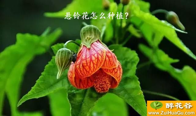 悬铃花怎么种植？