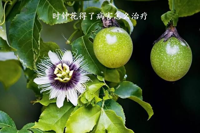 时钟花得了病害怎么治疗