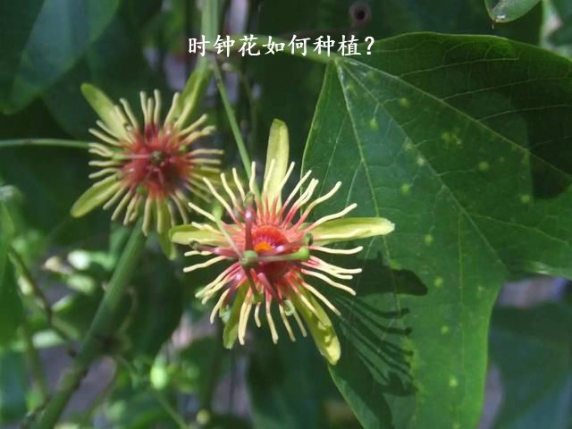 时钟花如何种植？