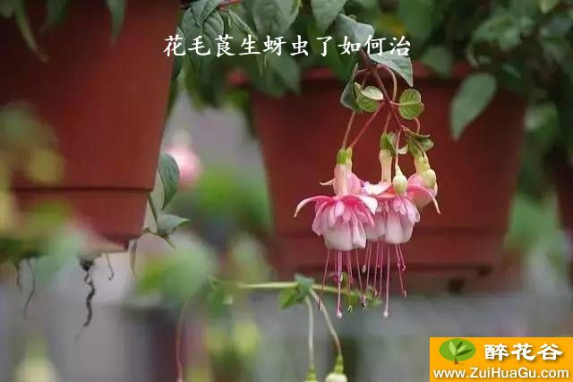 花毛莨生蚜虫了如何治