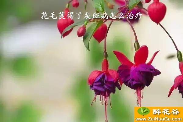 花毛莨得了灰斑病怎么治疗