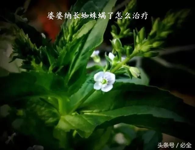 婆婆纳长蜘蛛螨了怎么治疗