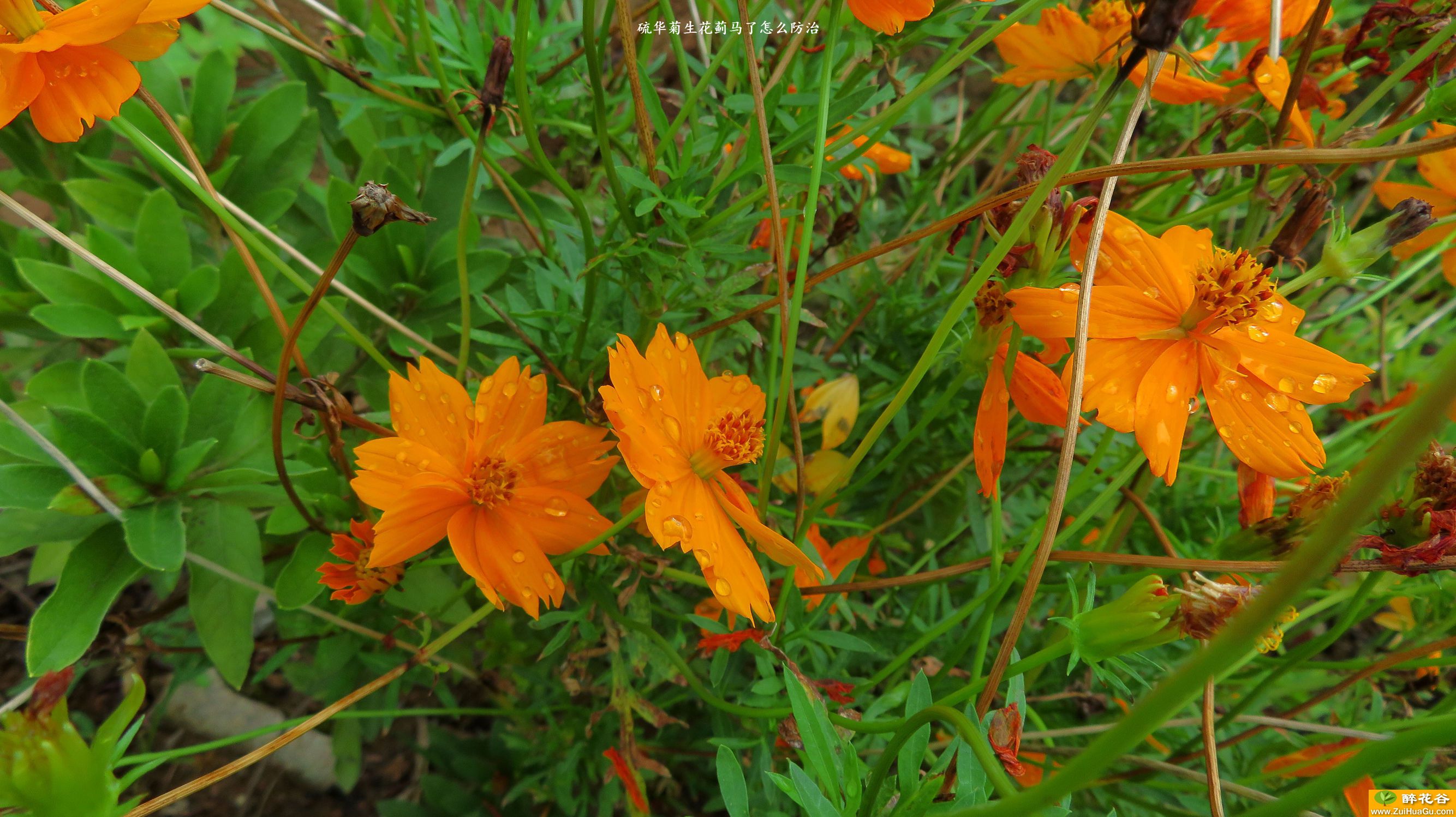 硫华菊生花蓟马了怎么防治